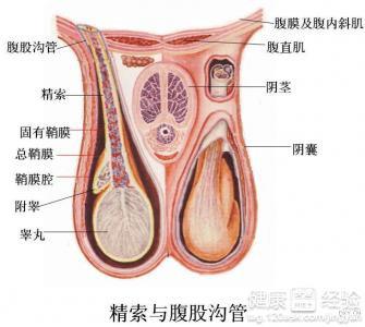 前列腺睪丸痛吃什么藥