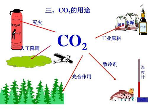 珊瑚需要氧氣還是二氧化碳