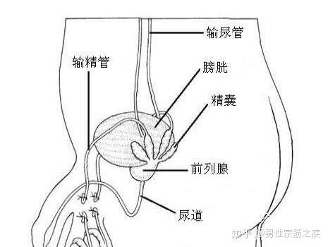 前列腺痛在哪個位置