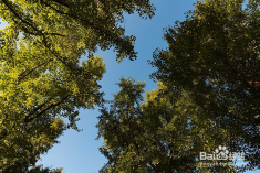 靜安雕塑公園雕塑介紹,靜安雕塑公園雕塑介紹與實踐策略實施解析書版，探索藝術(shù)與自然共融的實踐之路,快速響應(yīng)執(zhí)行方案_9DM77.45.36