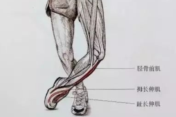 拉伸小腿肌肉有什么好處