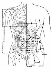 腹部肌肉分布圖