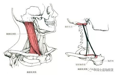 取印模時(shí)被動(dòng)肌功能修整方法是