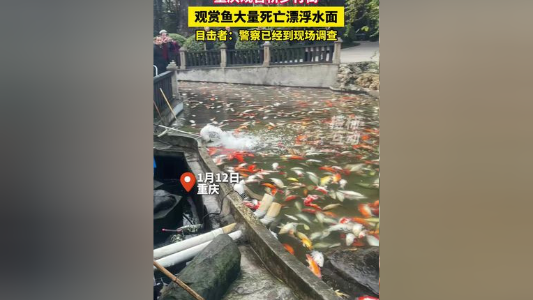 步行街觀(guān)賞魚(yú)離奇大量死亡事件