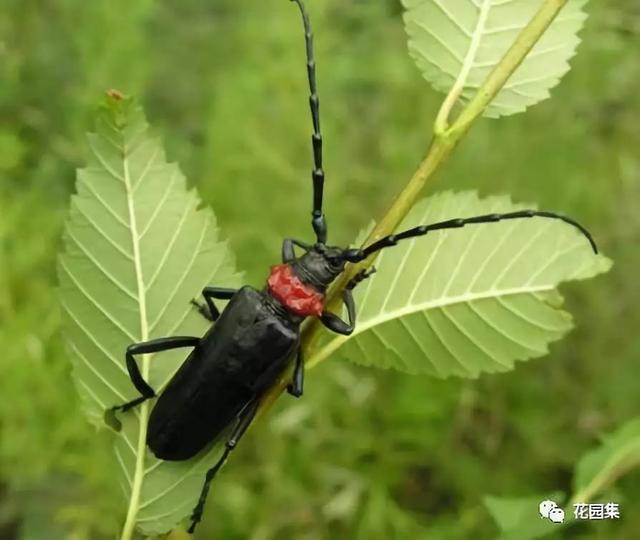 天牛紅五圖庫大全，全面解析與欣賞