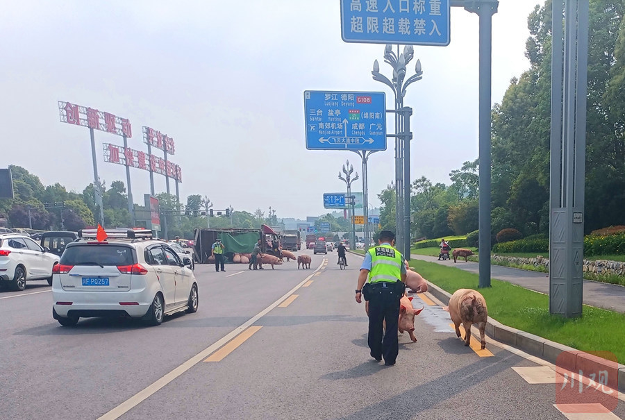 運豬車被撞側(cè)翻 二師兄馬路上撒歡實地策略驗證計劃_超值版13.21.90