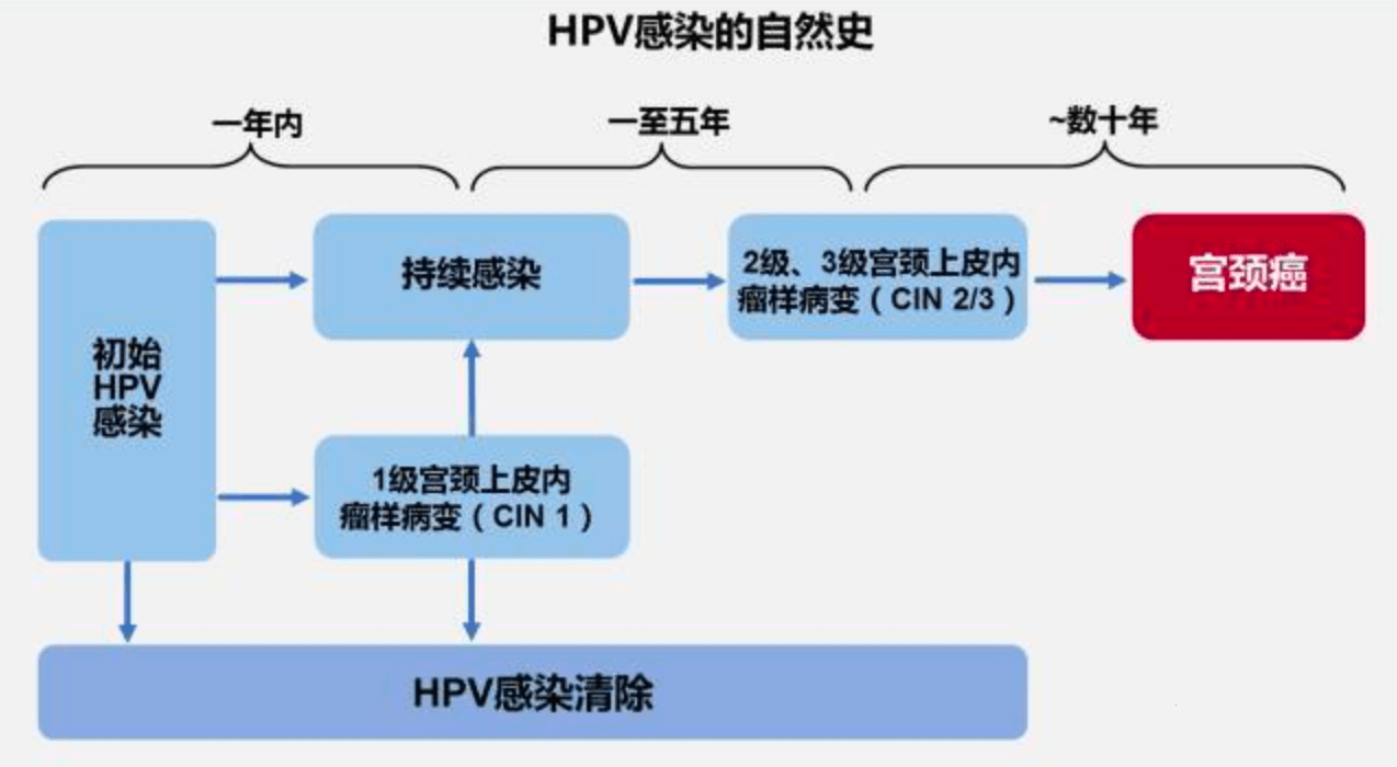 多數(shù)人感染HPV后兩年內(nèi)可自愈統(tǒng)計解答解釋定義_露版49.68.58