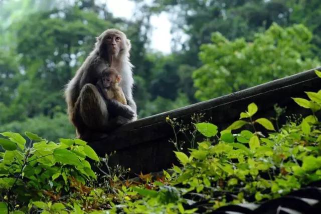 武漢一公園出售猴子 單價(jià)3000元起深入數(shù)據(jù)執(zhí)行方案_XP95.98.93