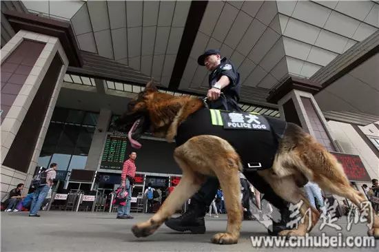 四只警犬挨個被點(diǎn)名通報批評精細(xì)化計(jì)劃執(zhí)行_MR30.37.16