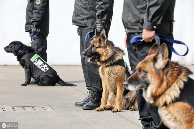 流浪狗憑實(shí)力秒入職警犬隊(duì)實(shí)踐方案設(shè)計(jì)_運(yùn)動(dòng)版60.71.60