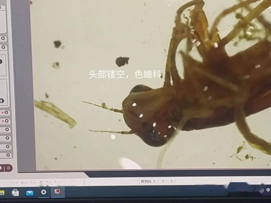 天牛圖庫與紅五圖庫對比分析,靈活操作方案_銅版51.57.42權威方法推進_ChromeOS97.93.72