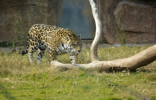 澳門(mén)今天晚上出什么八百圖庫(kù),動(dòng)物園268元套餐可擼獅子專(zhuān)家觀點(diǎn)解析_Plus15.47.84